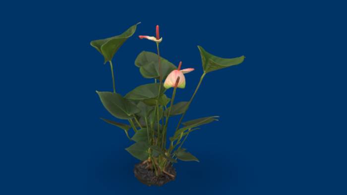 红掌花石头植物植物,花,红掌gltf,glb模型下载，3d模型下载