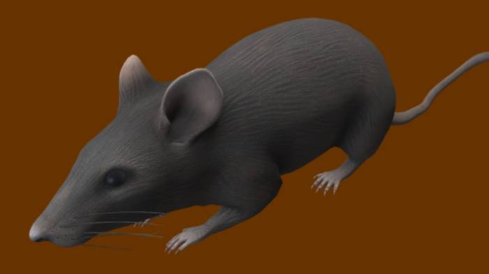 大老鼠动物动物,哺乳动物gltf,glb模型下载，3d模型下载