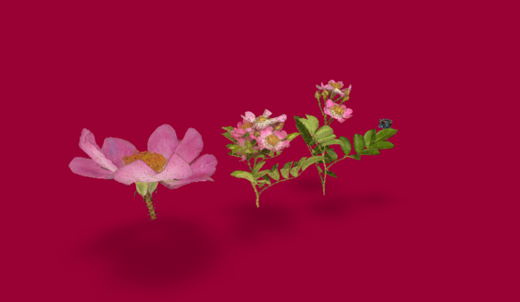 野蔷薇石头植物植物,花gltf,glb模型下载，3d模型下载
