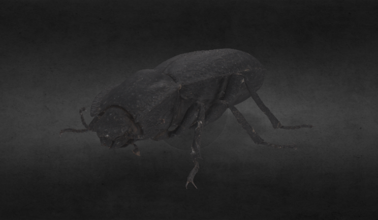 甲虫动物动物,昆虫gltf,glb模型下载，3d模型下载