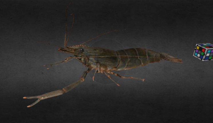 日本沼虾动物动物,海洋,鱼类gltf,glb模型下载，3d模型下载