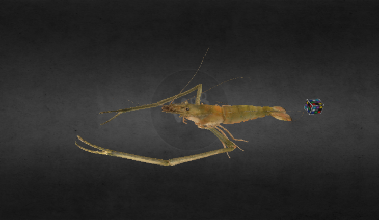 台湾沼虾动物动物,海洋gltf,glb模型下载，3d模型下载