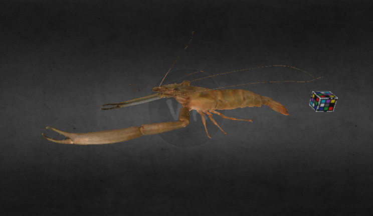 日本沼虾动物动物,海洋gltf,glb模型下载，3d模型下载
