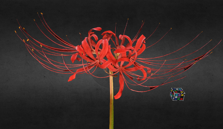 红蜘蛛百合石头植物植物,花gltf,glb模型下载，3d模型下载