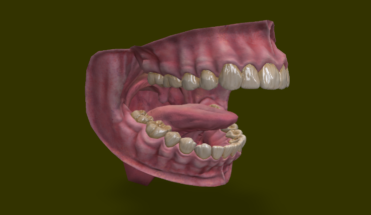 口腔人物牙齿,舌头,嘴,口腔gltf,glb模型下载，3d模型下载