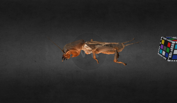 蟋蟀动物动物,昆虫gltf,glb模型下载，3d模型下载