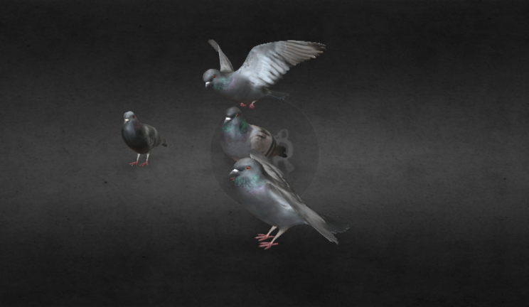 鸽子动物动物,鸟gltf,glb模型下载，3d模型下载
