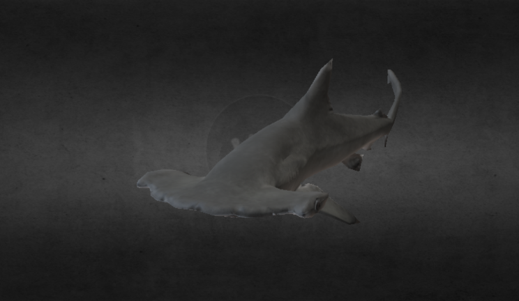 扇贝双髻鲨幼鱼动物动物,动画,鱼gltf,glb模型下载，3d模型下载